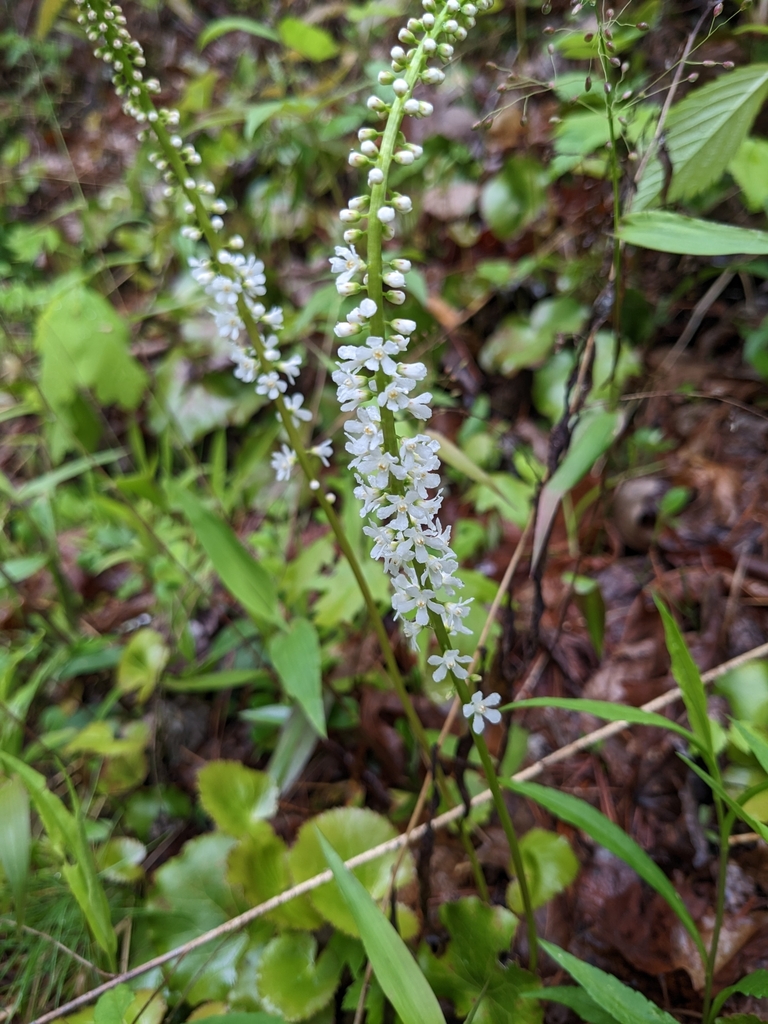 galax from Townsend, TN 37882, USA on April 28, 2023 at 1218 PM by