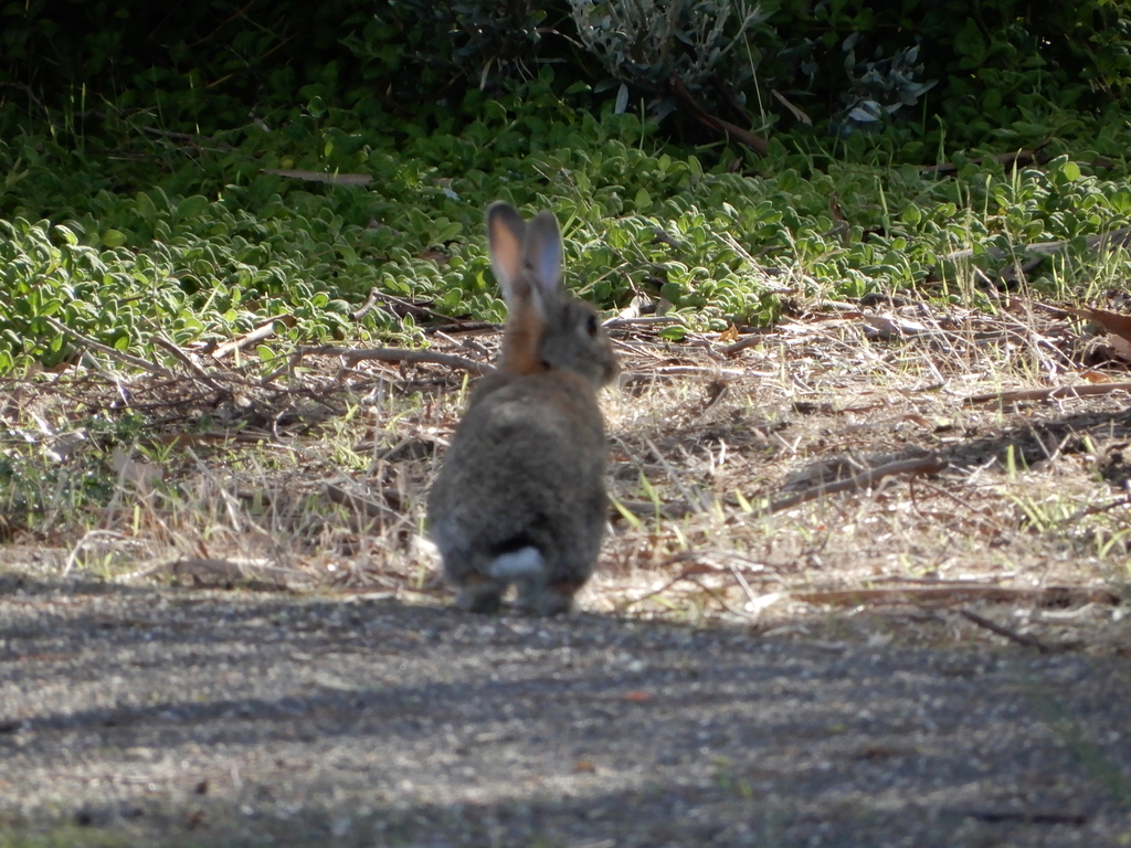 European Rabbit from Geelong VIC, Australia on April 29, 2023 at 0234