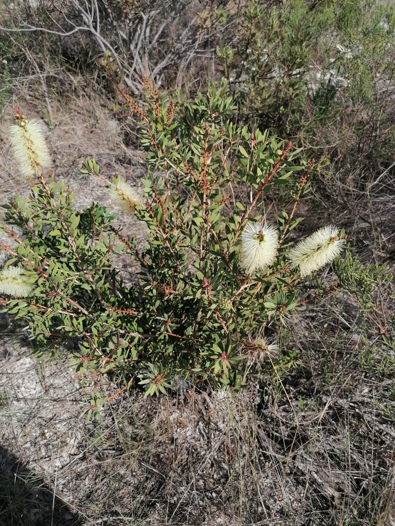 Lemon Bottlebrush from Fisherhaven, 7200, South Africa on April 29