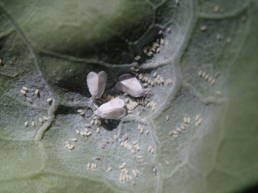 Cabbage Whitefly from Geelong VIC, Australia on April 29, 2023 at 0126