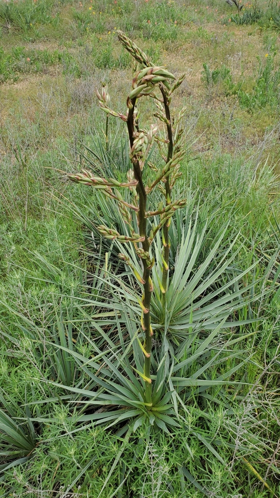 Glen Rose Yucca from Paradise, TX 76073, USA on April 28, 2023 at 1245
