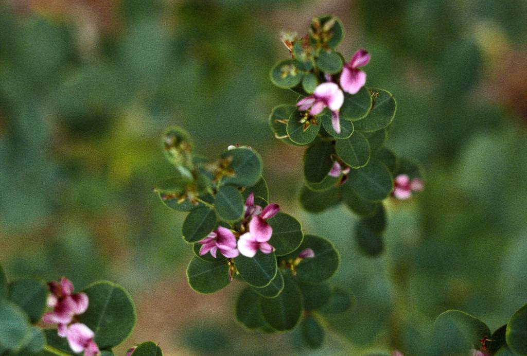 Bush Clover (Invasive Exotic Plants of North Carolina) · iNaturalist