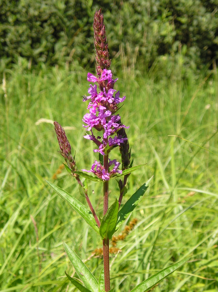 Purple Loosestrife (Invasive Exotic Plants of North Carolina) · iNaturalist