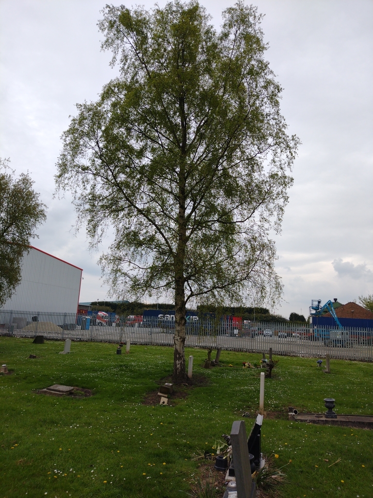 silver birch from Hedon Road Cemetery, Hull HU9 5LR, UK on April 30
