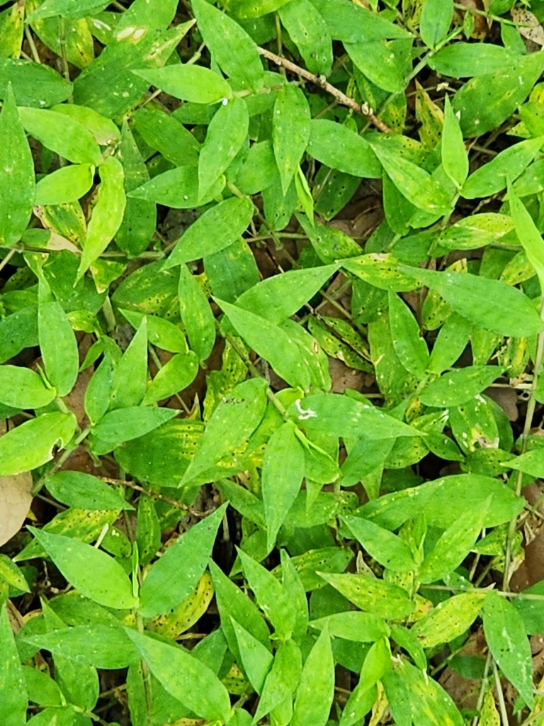 Basket Grass from Damon, TX 77430, USA on April 30, 2023 at 1249 PM by