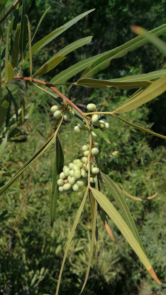 african sumac (NatCarbon EC Plant Guide) · iNaturalist