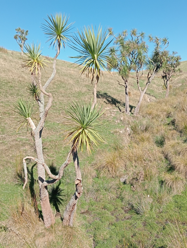 New Zealand cabbage tree from Kauru Hill 9492, New Zealand on April 27