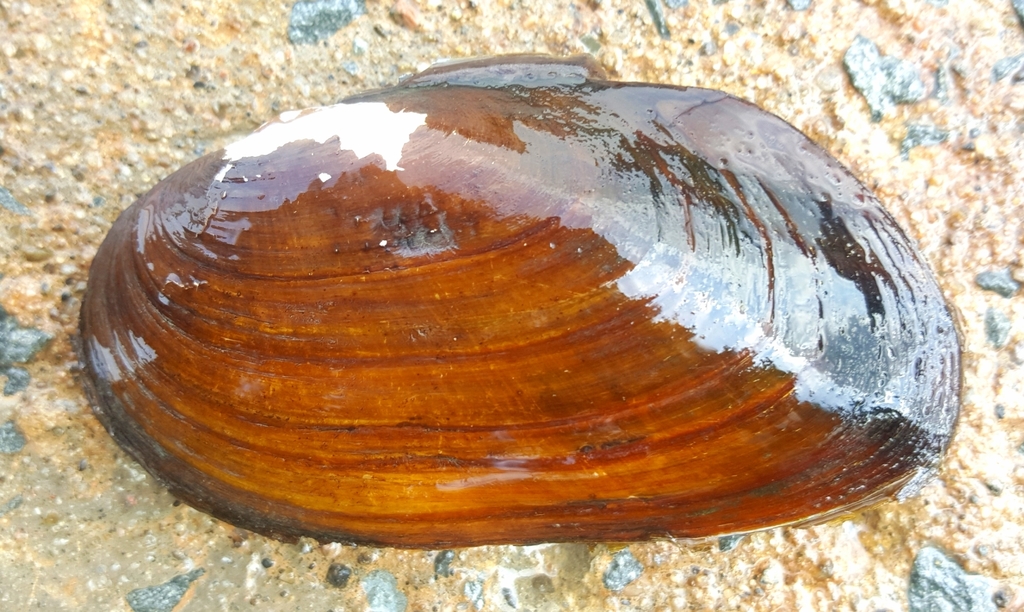 Eastern Elliptio (Canaiad's Freshwater Mussels of Canada) · iNaturalist