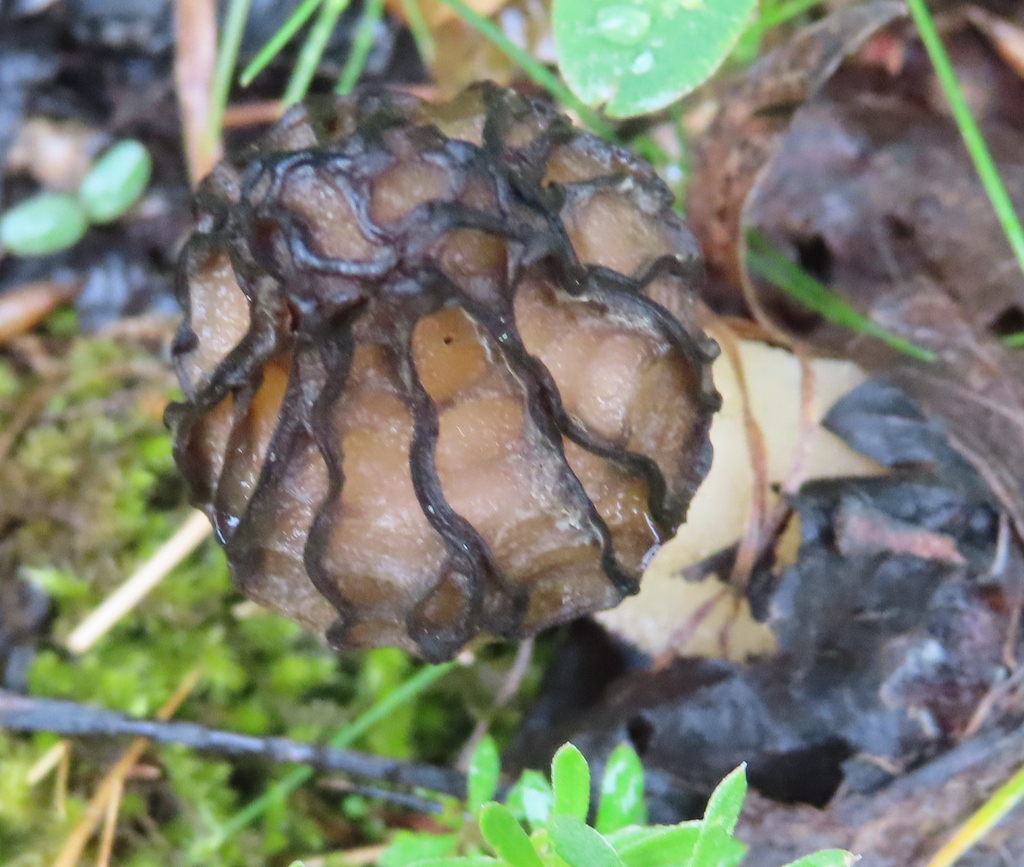 Black Morels from Peloponnese Region, Greece on May 1, 2023 at 0303 PM by Andy Goerdel Texas