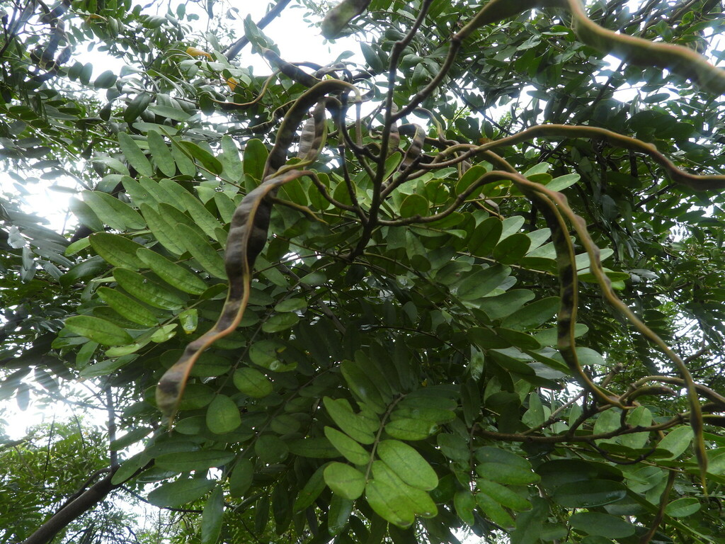 multiflora from Quinto Guayas Este, Guayaquil, Ecuador on May 1