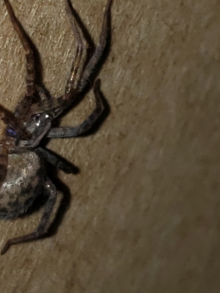 Barn Funnel Weaver in May 2023 by yumimbi · iNaturalist