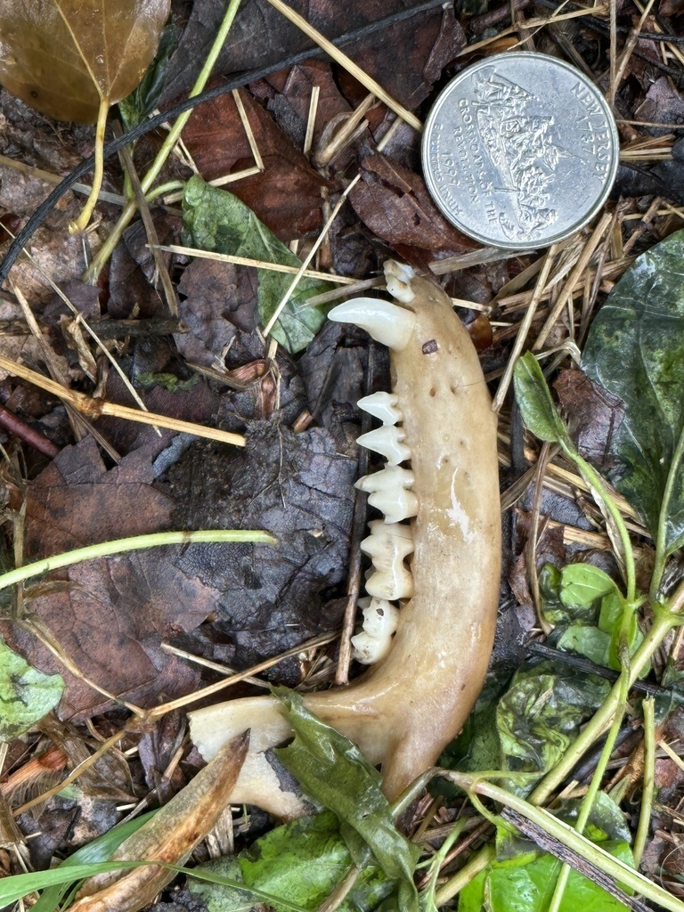 Common Raccoon from District of Columbia, District of Columbia, United