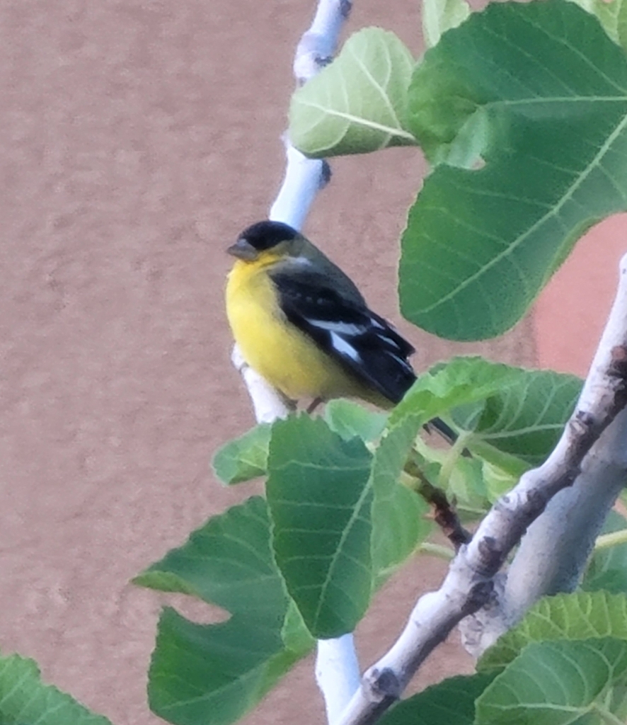 Lesser Goldfinch from Miramonte at the River, Tucson, AZ, USA on May 4