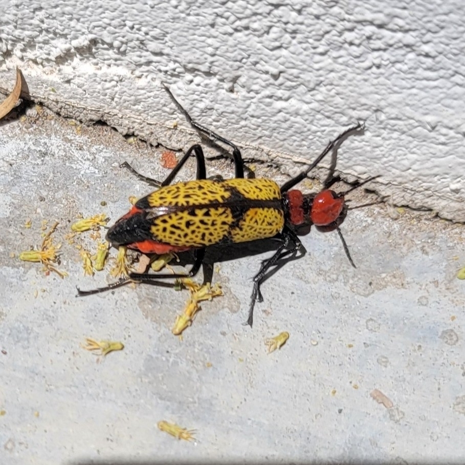 Iron Cross Blister Beetle from Avondale, Tucson, AZ 85712, USA on May 2