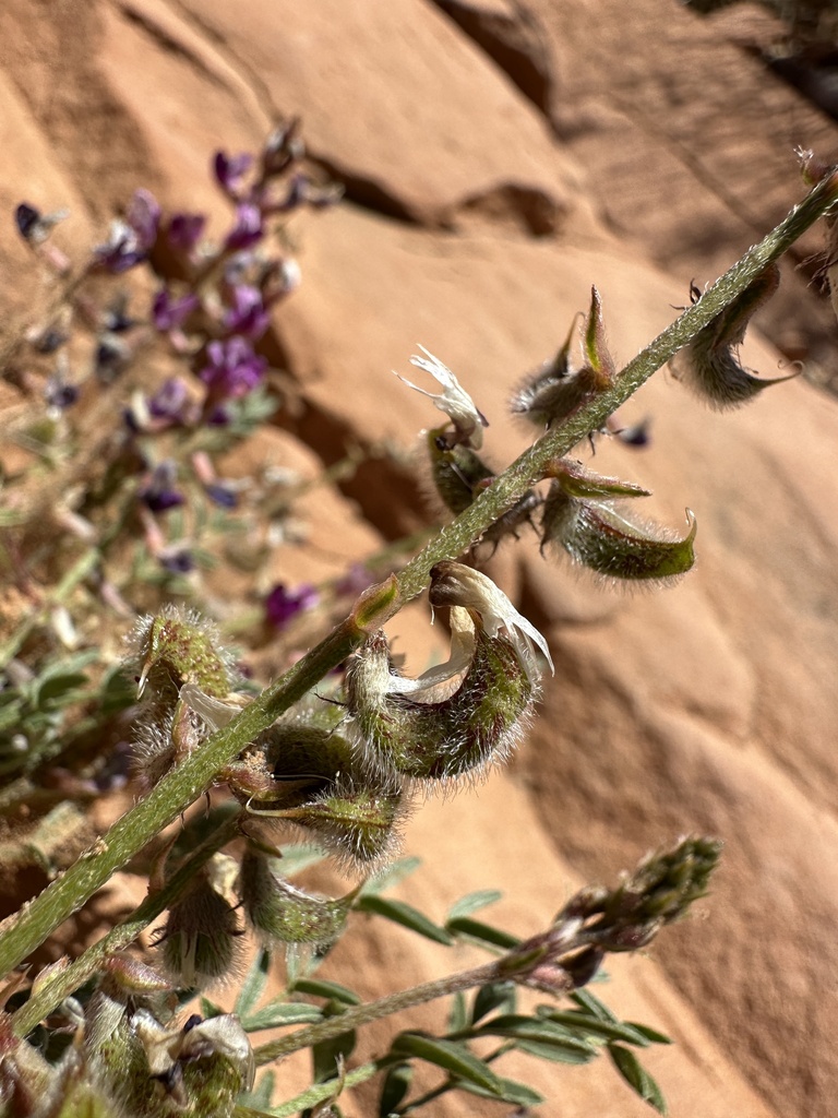 Rimrock Milkvetch from Grand, Utah, United States on April 26, 2023 at