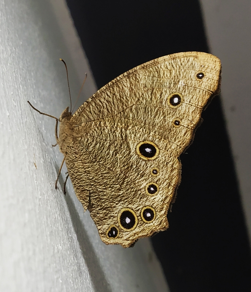 Common Evening Brown (Butterflies of Tamil Nadu) · iNaturalist