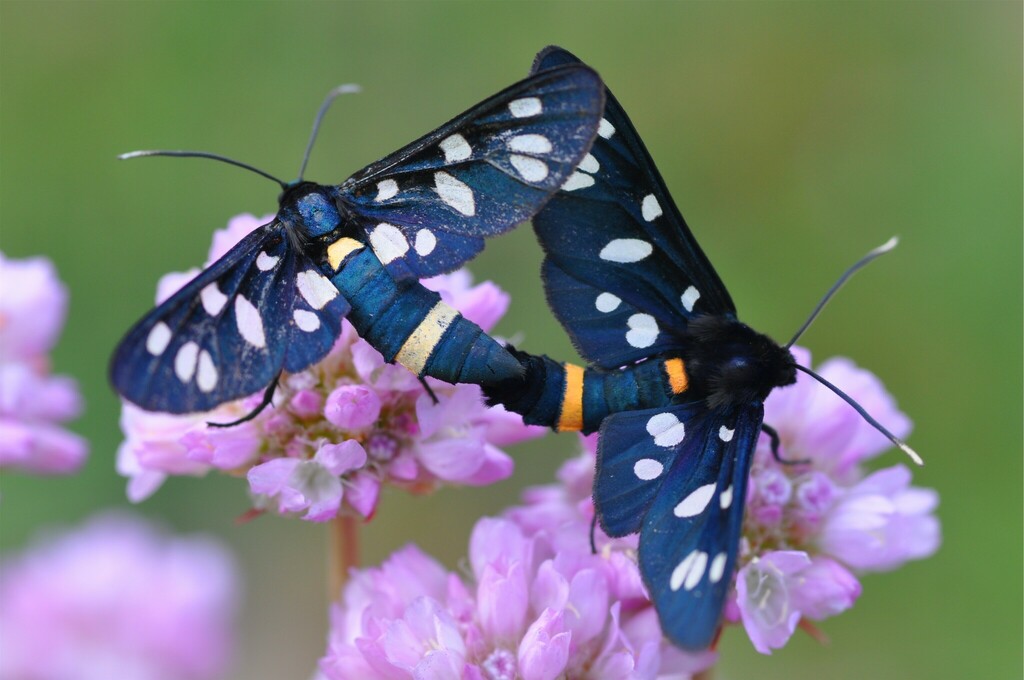 Amata marjana from 11027 Lenty AO, Italia on May 30, 2021 at 0937 AM