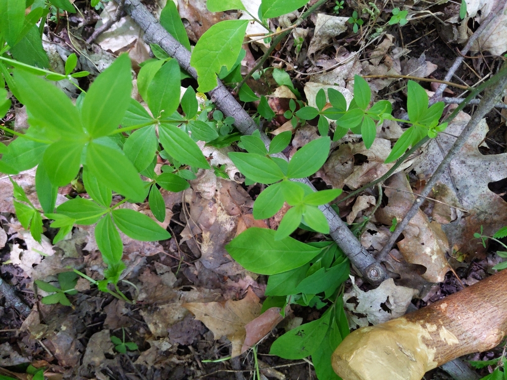 licorice bedstraw from Millfield, OH 45761, USA on May 6, 2023 at 0230