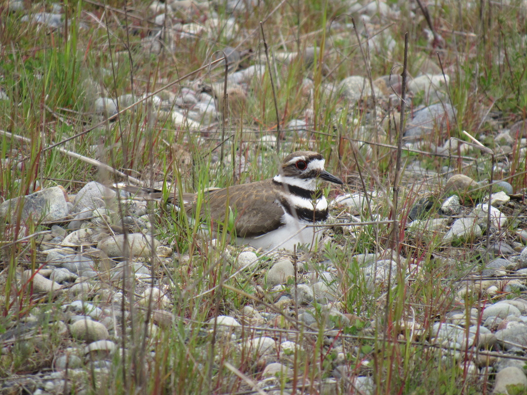 Killdeer from 2725 93rd Ave SW, Tumwater, WA 98512, USA on May 07, 2023