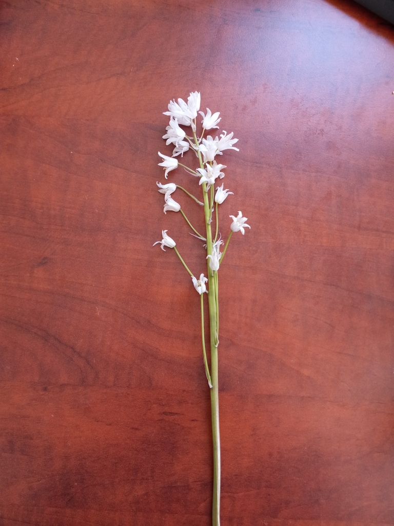 agaves, orchids, irises, and allies from Victoria, BC V8X 2C7, Canada