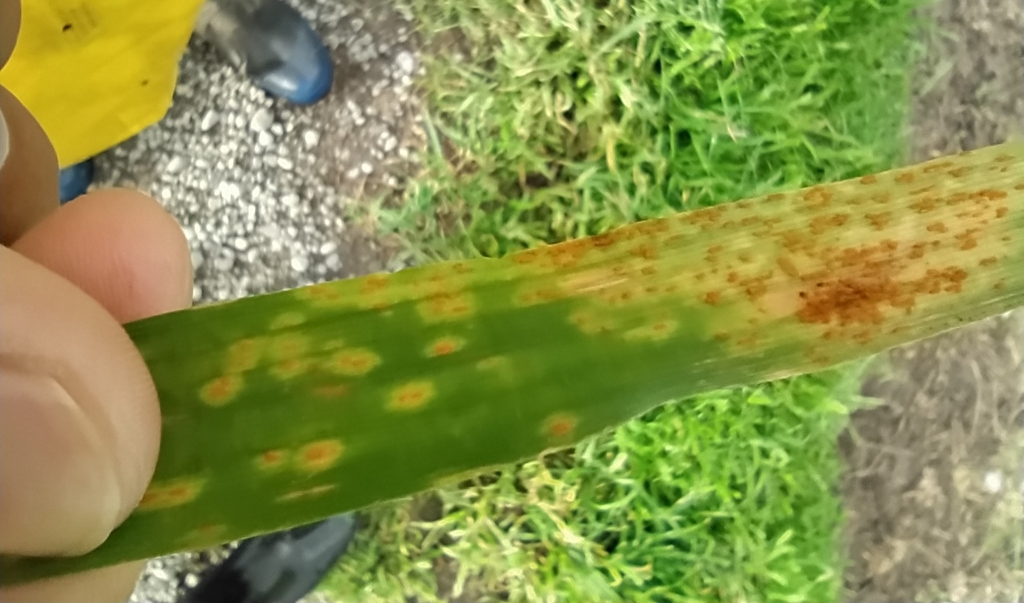 orange wheat rust from Lincoln 7608, New Zealand on May 10, 2023 at 03