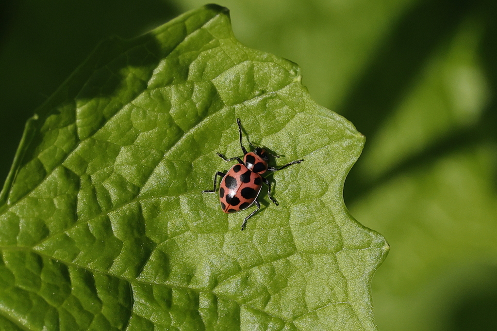 Spotted Pink Lady Beetle from Woburn, MA, USA on May 5, 2023 at 0611