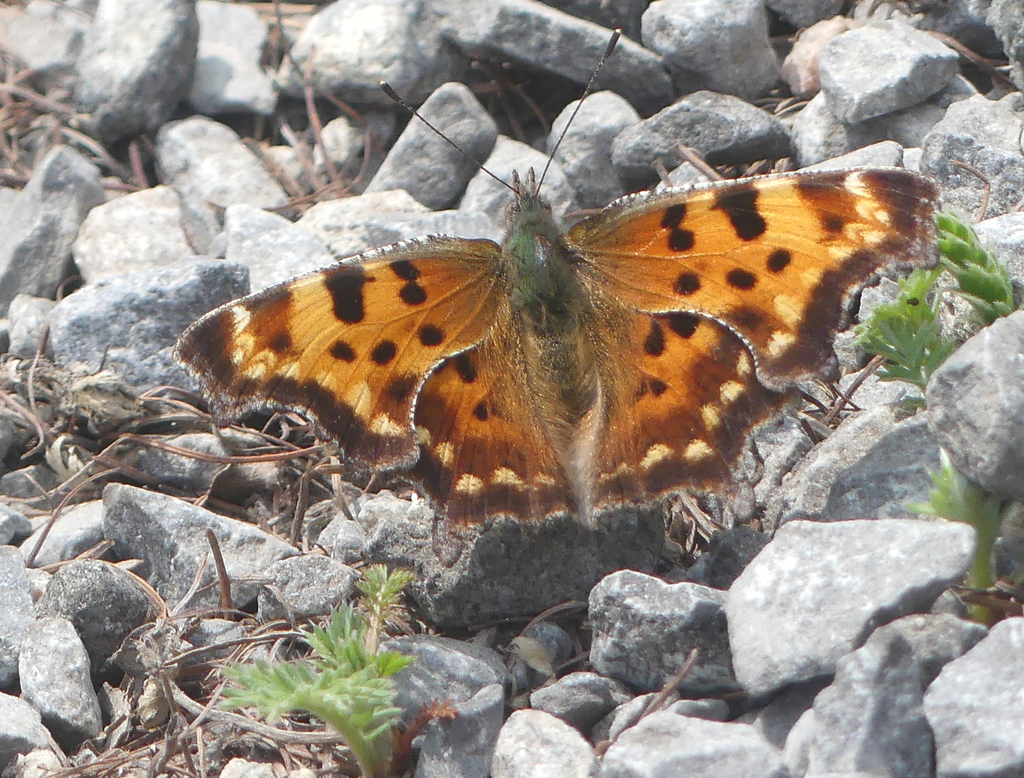 Green Comma from Secteur des lacs des Roches, Quartier 43, Québec, QC