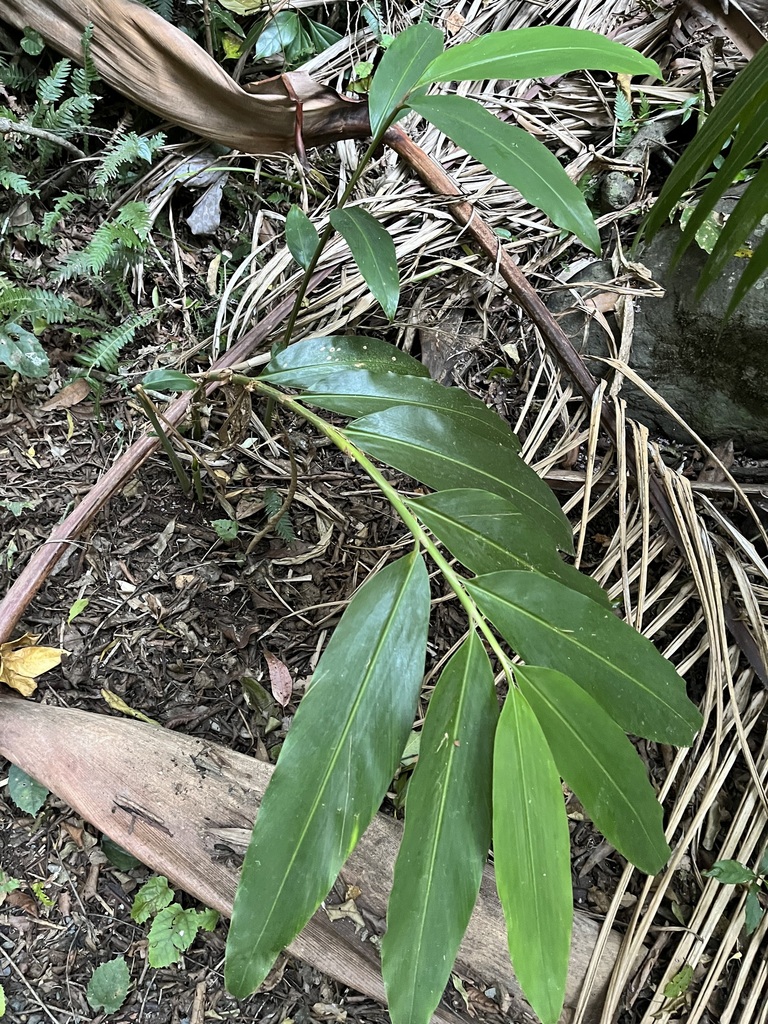 Native Ginger from Tamborine Mountain QLD 4272, Australia on May 13