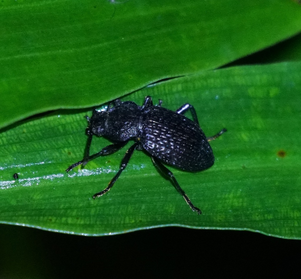 Darkling Beetles from Copeland NSW 2422, Australia on December 24, 2022