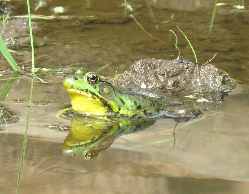 American Water Frogs from 431 E Rd, Milton, VT 05468, USA on July 26