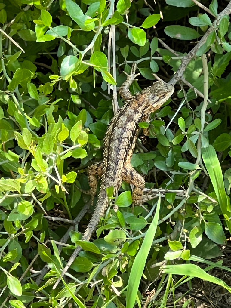 Texas Spiny Lizard from Corpus Christi on May 14, 2023 at 0251 PM by