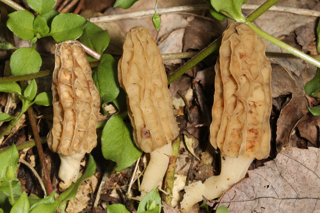 true morels from Leechburg, PA 15656, USA on May 05, 2023 at 0423 PM