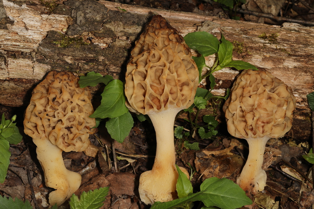 true morels from Leechburg, PA 15656, USA on May 05, 2023 at 0504 PM
