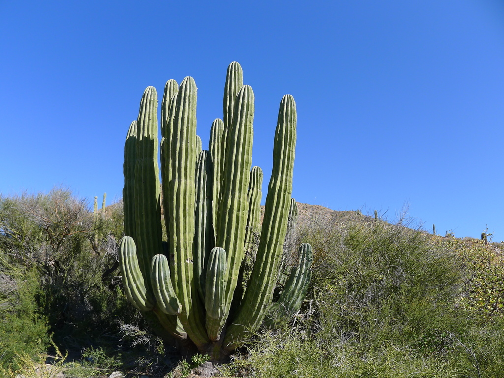 Mexican Giant Cactus (Cactus of Metro Phoenix (April 2021 EcoQuest