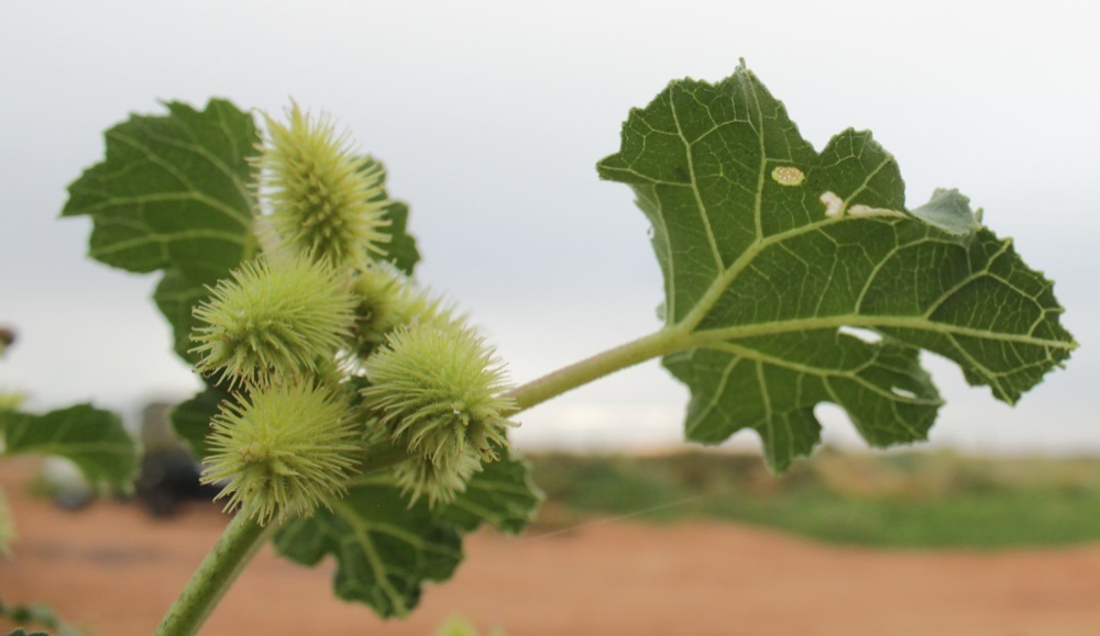 Is the bur of a cocklebur really a fruit? · iNaturalist