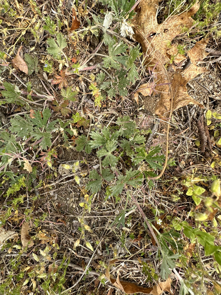 dicots from 20 Whitford Rd, Nashua, NH 03062, USA on May 15, 2023 at 1035 AM by mde_5th_grade
