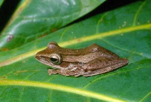 Common Southeast Asian Tree Frog (Polypedates Leucomystax) · Inaturalist