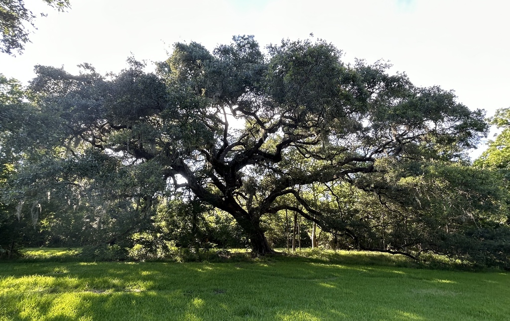southern live oak from Brazoria County, TX, USA on May 19, 2023 at 05