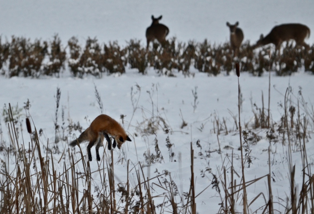 Eastern American Red Fox from Bluff Rd, Newport, VT 05855, USA on