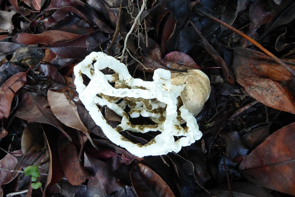 white basket fungus from Waikouaiti, New Zealand on May 11, 2023 at 01