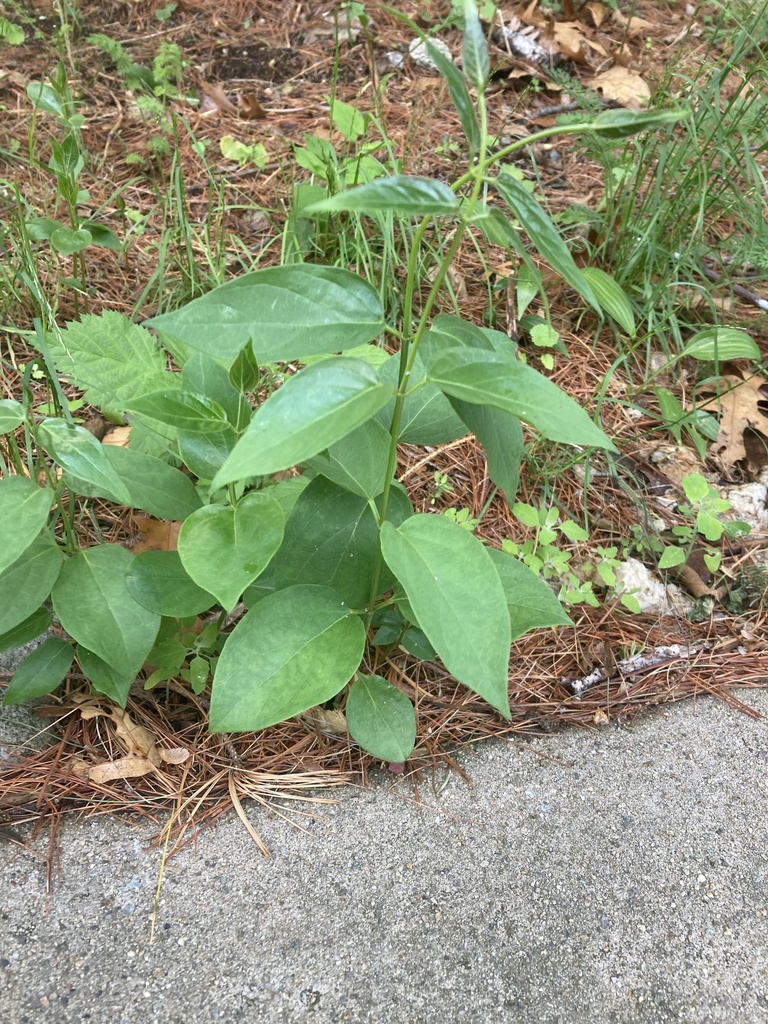 dogstrangling vines from Mitchell Ave, Medford, MA, US on May 21, 2023