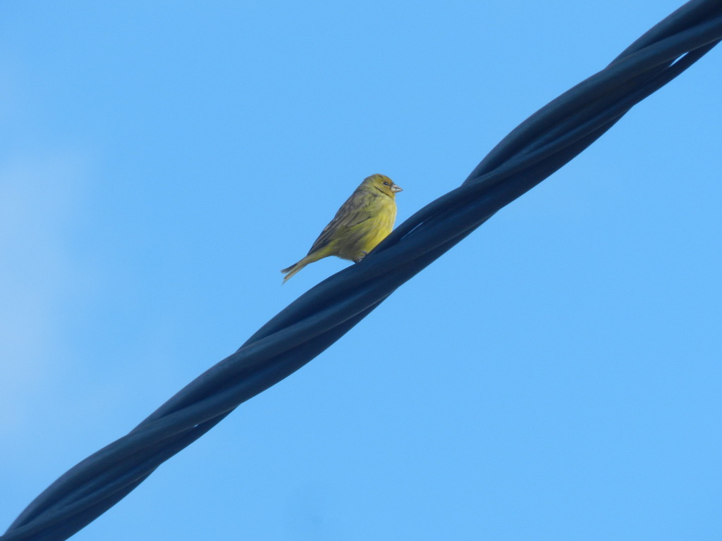Saffron Finch from Tandil, Provincia de Buenos Aires, Argentina on May