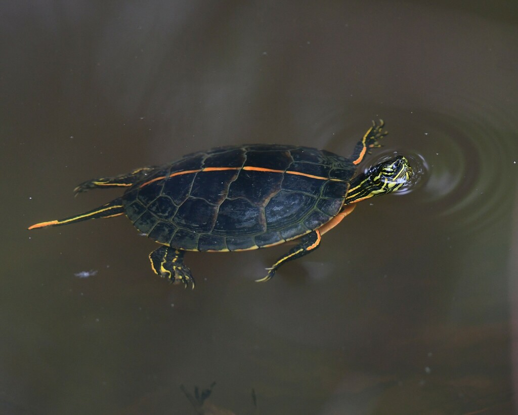 Southern Painted Turtle (Herpetofauna of Middle Tennessee) · iNaturalist
