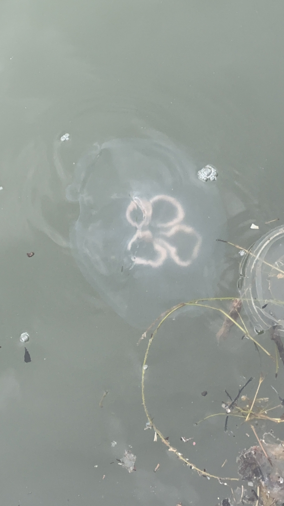 Common Moon Jelly from Corpus Christi on May 21, 2023 at 0534 PM by