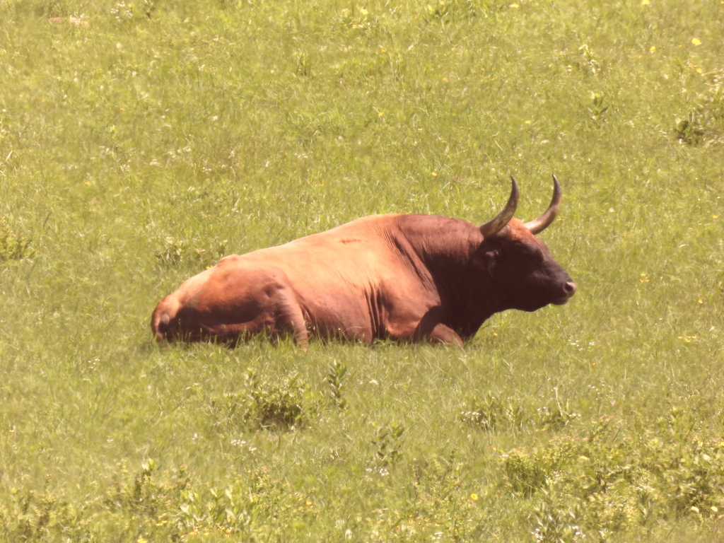 Domestic Cattle from Comanche County, OK, USA on May 20, 2023 at 1130