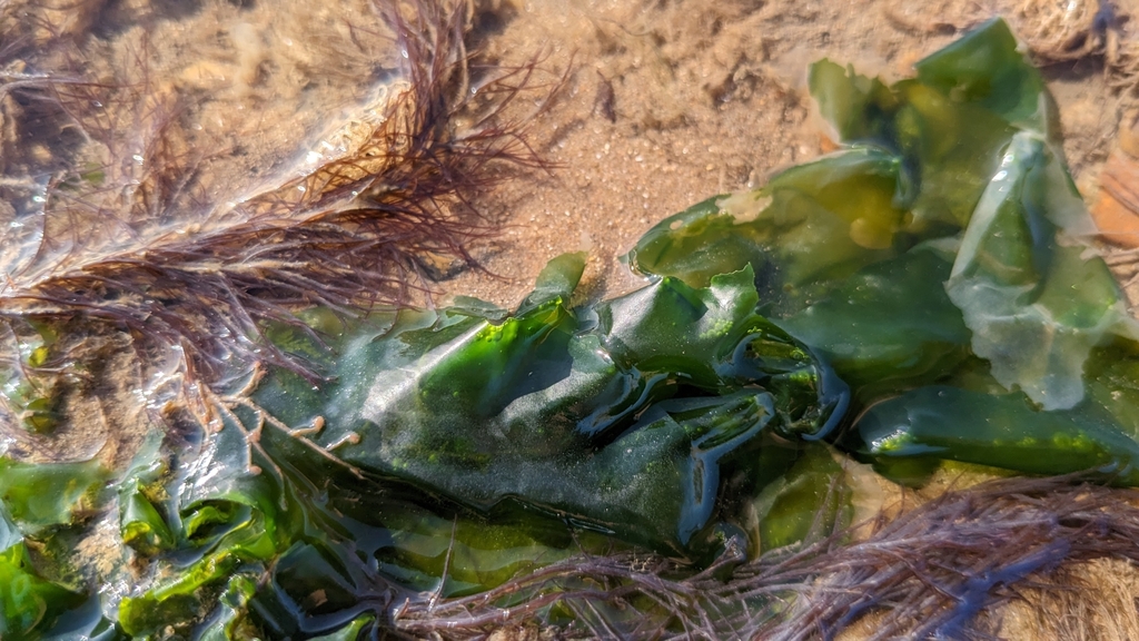Broadleaf Sea Lettuce from United Kingdom on May 19, 2023 at 0547 PM