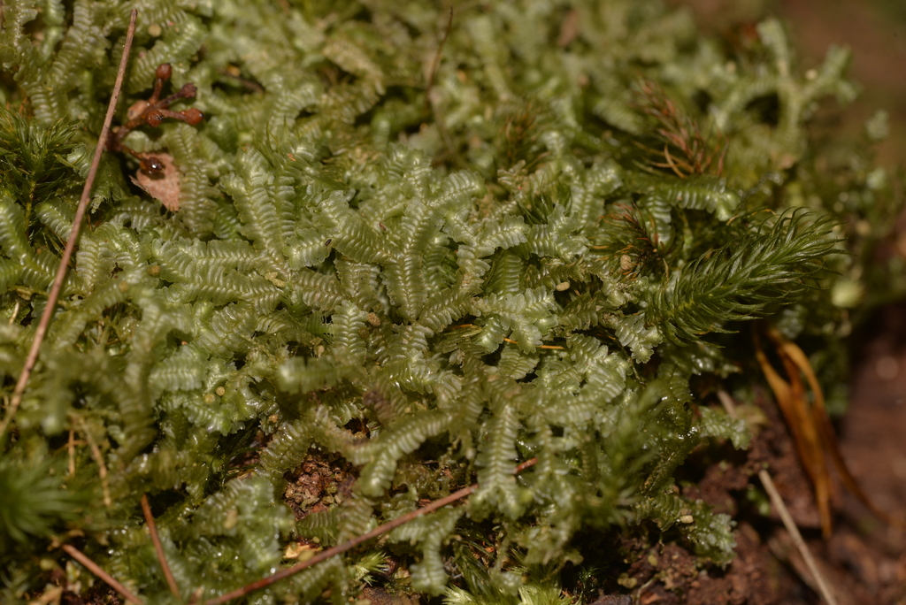 Bazzania adnexa from Kendall NSW 2439, Australia on May 15, 2023 at 10