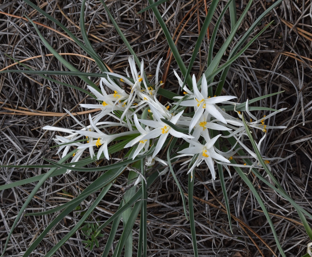 common starlily from Heil Valley Ranch Boulder County, CO, USA on May 21, 2023 at 03:53 PM by
