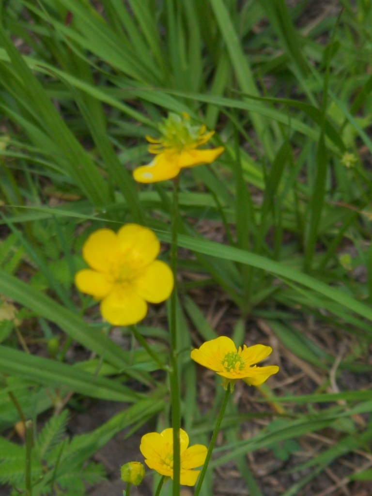 buttercups from Bailey's Prairie, TX 77515, USA on May 26, 2023 at 11
