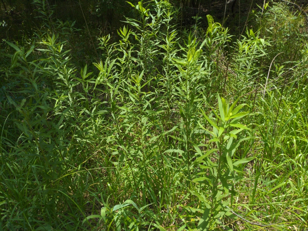 Solidago subsect. Triplinerviae from Bailey's Prairie, TX 77515, USA on
